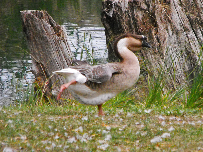 Domestic Brown Chinese Goose