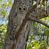 Barred Owl/Hoot Owl