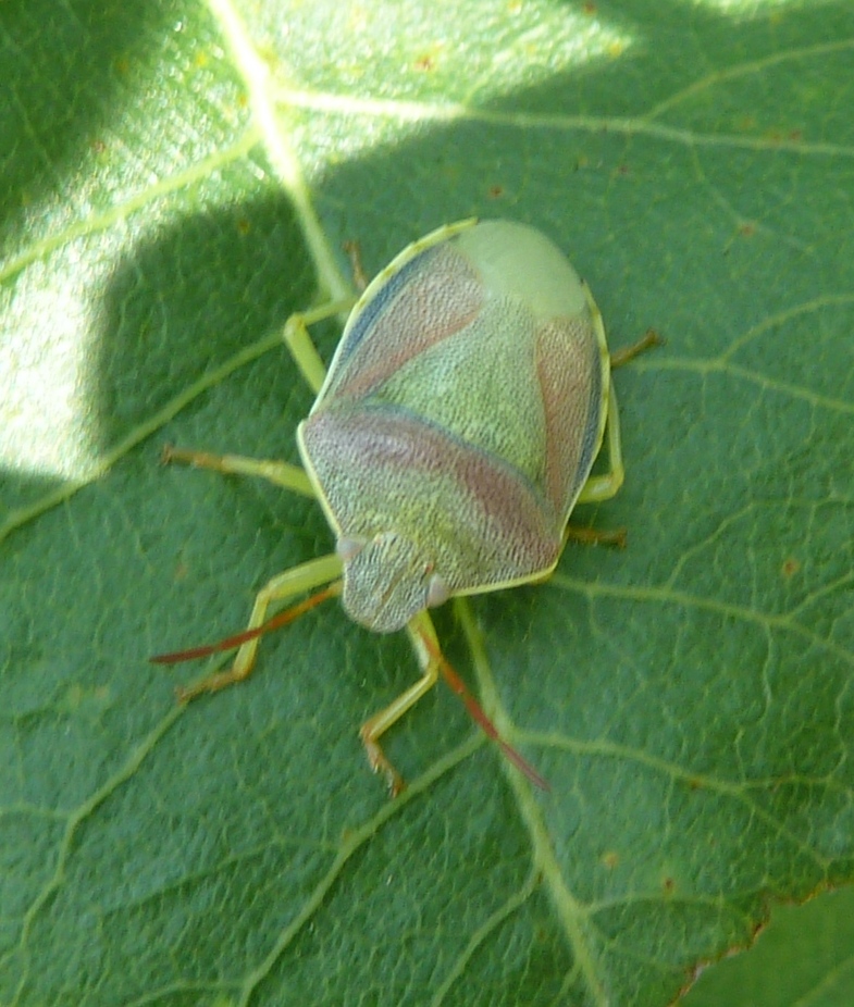 Gorse Shieldbug