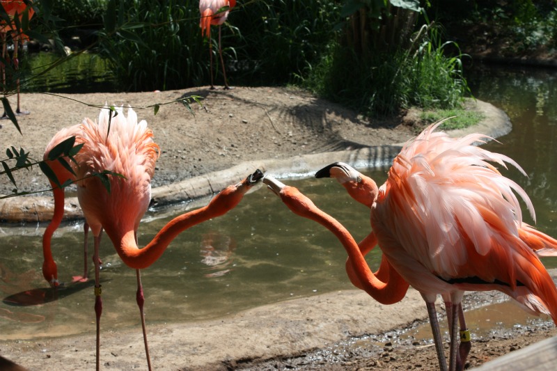 American Flamingo