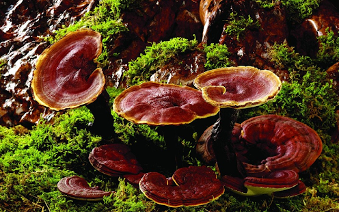 How to get Heilpilz Ling Zhi 1.5.25.75 unlimited apk for pc