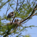 Great blue heron