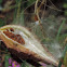 Milkweed  pod