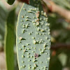 Eucalyptus leaf galls