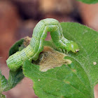 Looper Moth Larva