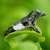 Longicorns or Long-horned Beetle