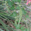 Pearl Milkweed     Green Milkweed Vine