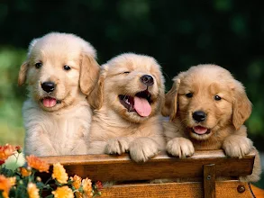 Cute Puppy Wallpapers Hd Apps On Google Play