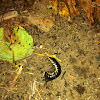 Yellow spotted millipede