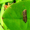 Leafhopper