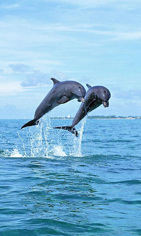 dolphin wallpaper for mobile