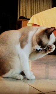 Cat Salute Live Wallpaper Screenshots 2