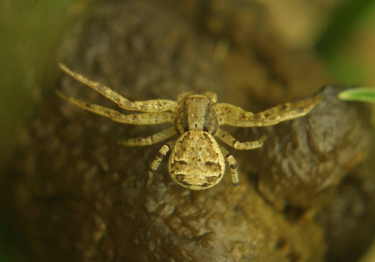 Ground Crab Spider, female