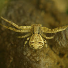 Ground Crab Spider, female