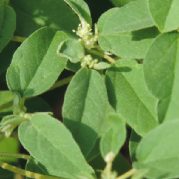 Annual Croton, Oneseed Croton Project Noah