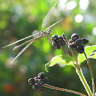 California Spreadwing (female)