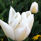 Tulip (Tulipan)
