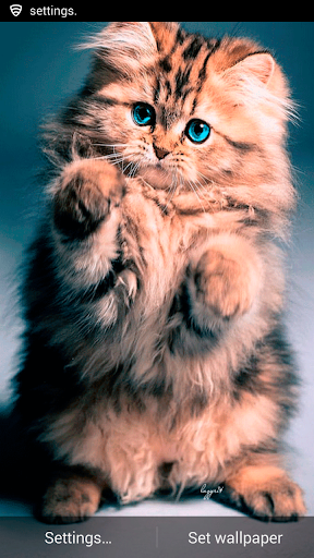 Cute Kitten Live Wallpaper