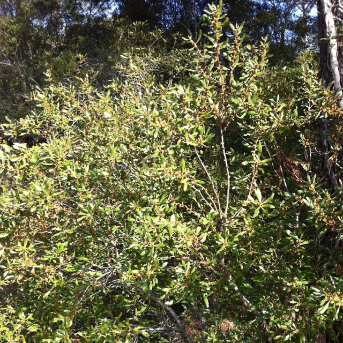 Bayberry or wax myrtle