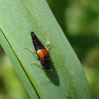 Rove beetle