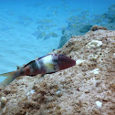 Red Goatfish (Manybar)