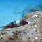 Red Goatfish (Manybar)