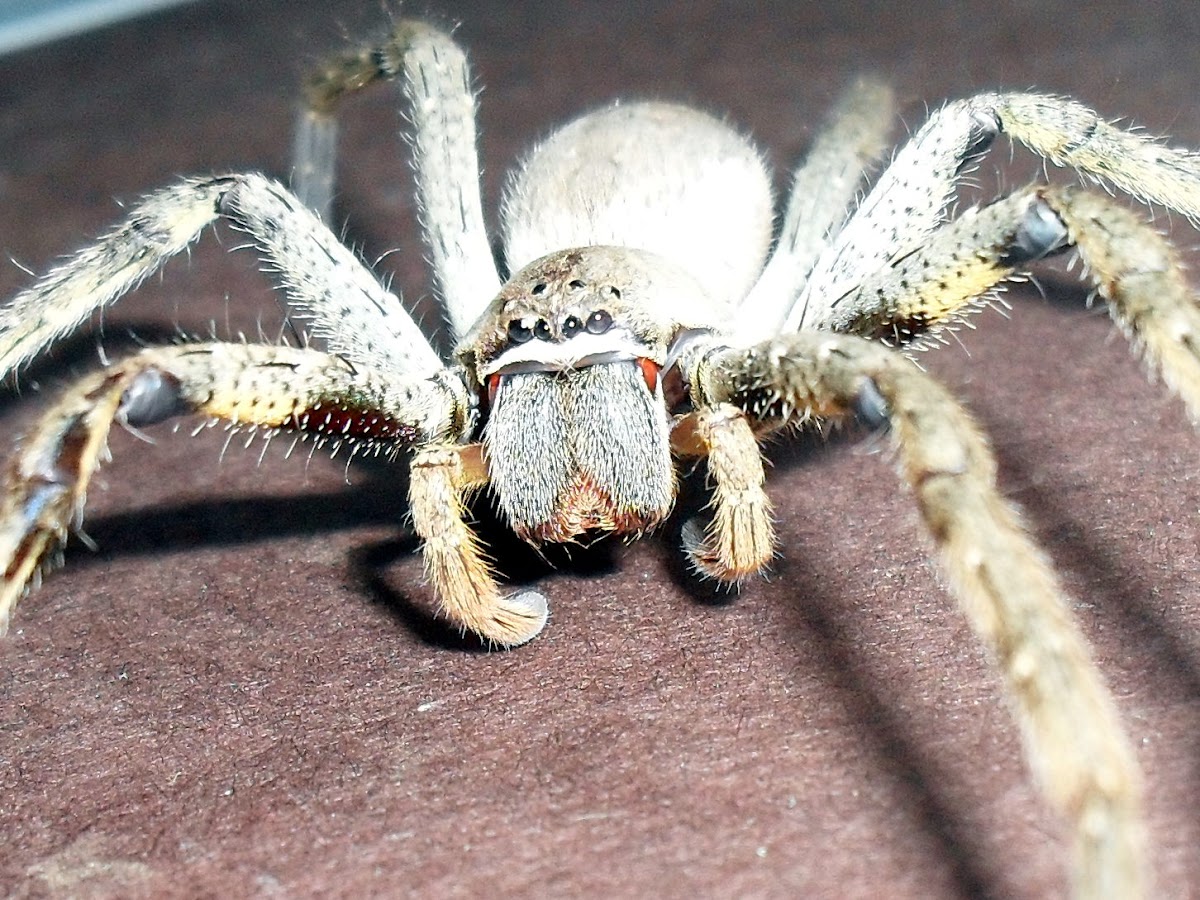 Large Wandering Crab Spider
