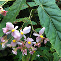 Begonia 菲律賓橙花秋海棠