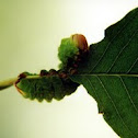 Cecropia Silkmoth caterpillar