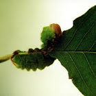 Cecropia Silkmoth caterpillar