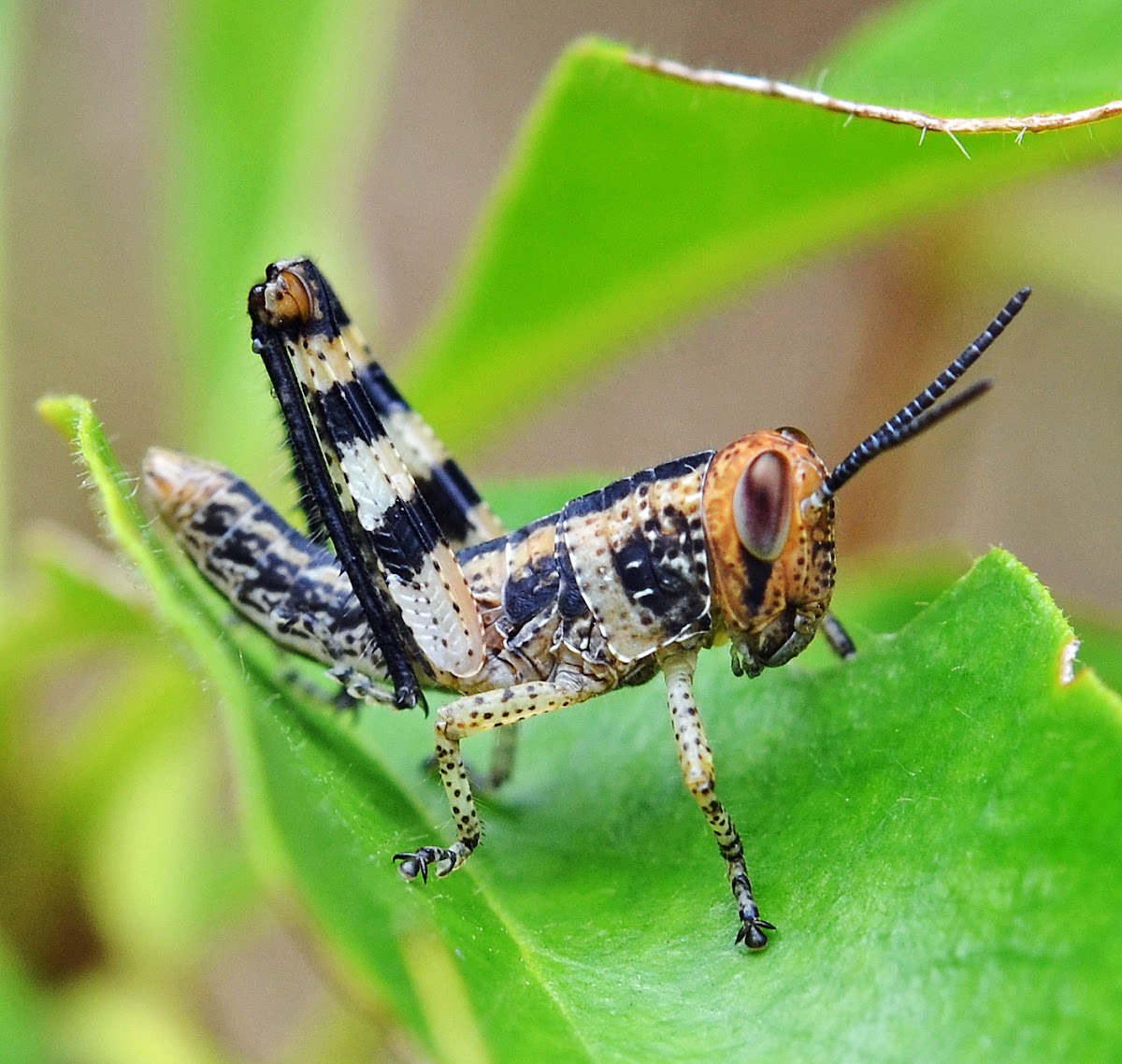 Hedge Grasshopper (nymph)
