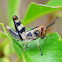 Hedge Grasshopper (nymph)