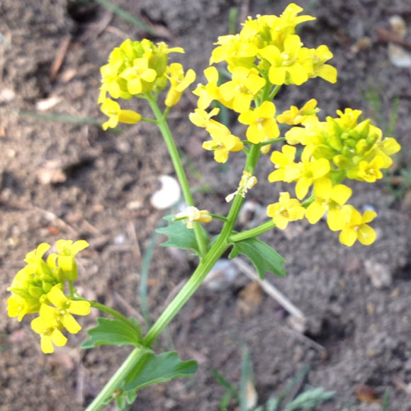 American yellow rocket aka wintercress Project Noah