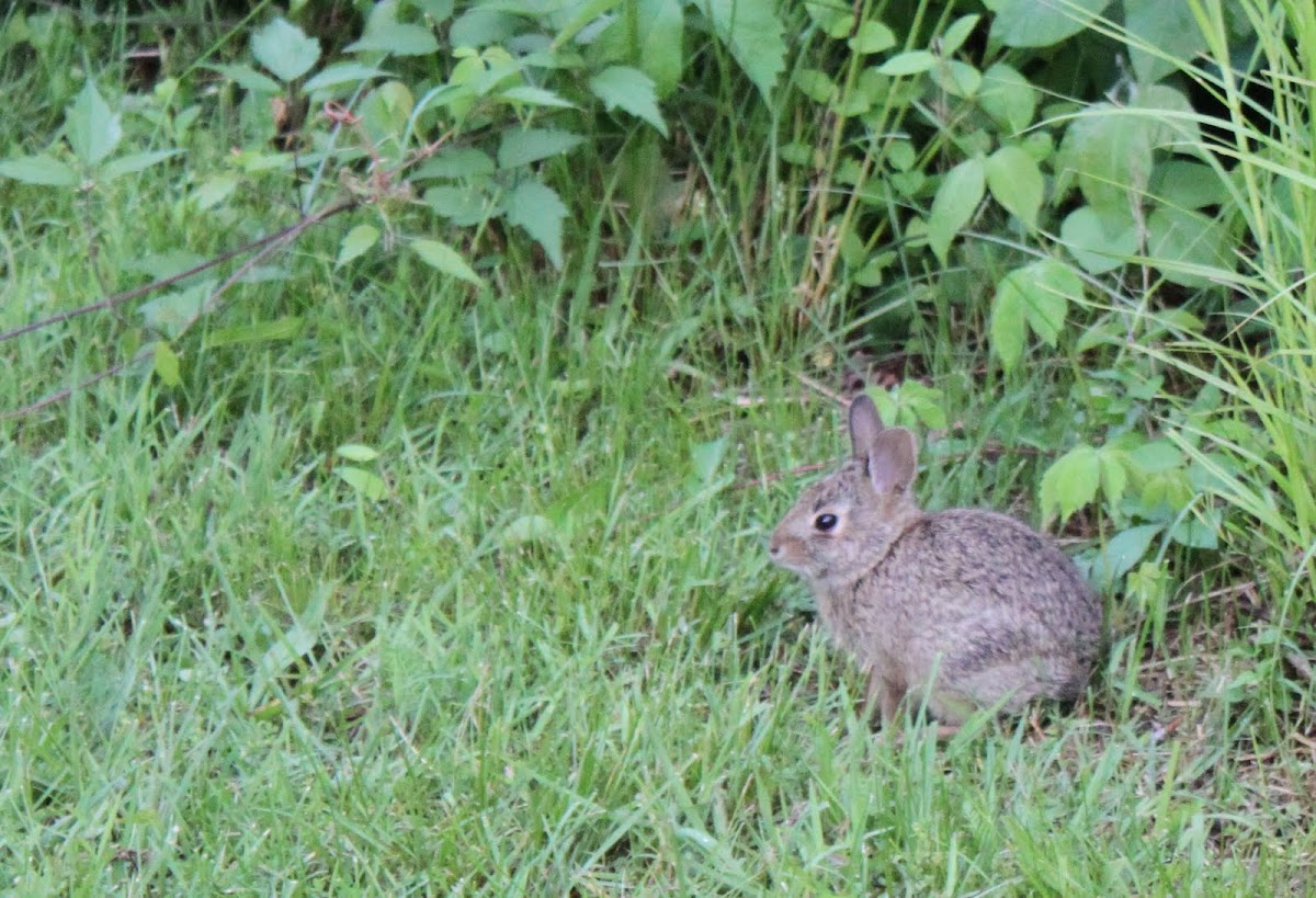 Eastern Cottontail Rabbit