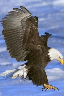 Birds Wallpaper Screenshots 19