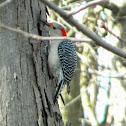 Red-bellied Woodpecker