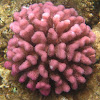 Cauliflower Coral