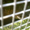 Cantor's giant softshell turtle