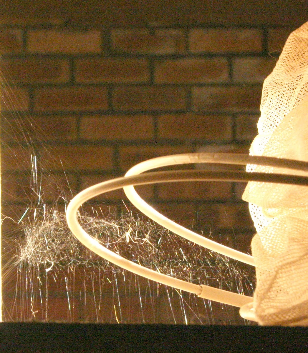 pholicid spider web