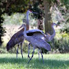 Sandhill Crane