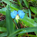 Dayflower