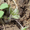 Round-lobed Hepatica