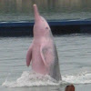 Indo-Pacific Humpbacked Dolphin