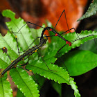 Stick Insect