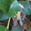 Venusta Orchard Weaver or Orchard Spider.