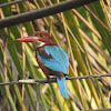 White-throated  Kingfisher