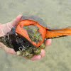 Horse Conch, Crown Conch