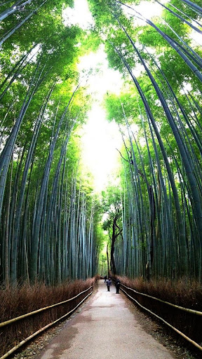 免費下載個人化APP|Bamboo Forest Theme app開箱文|APP開箱王
