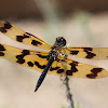 Graphic Flutterer Dragonfly