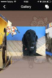 Malvern Veterinary Hospital poster 5